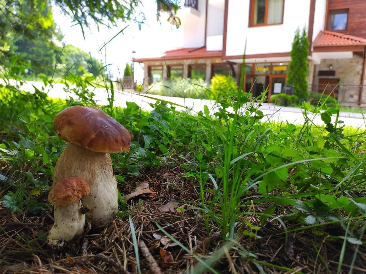 "Моето Любимо Място", Смолянски Езера - "My Favorite Place", Smolyan Lakes Ngoại thất bức ảnh